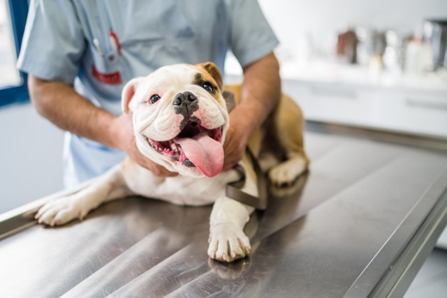 dogs health