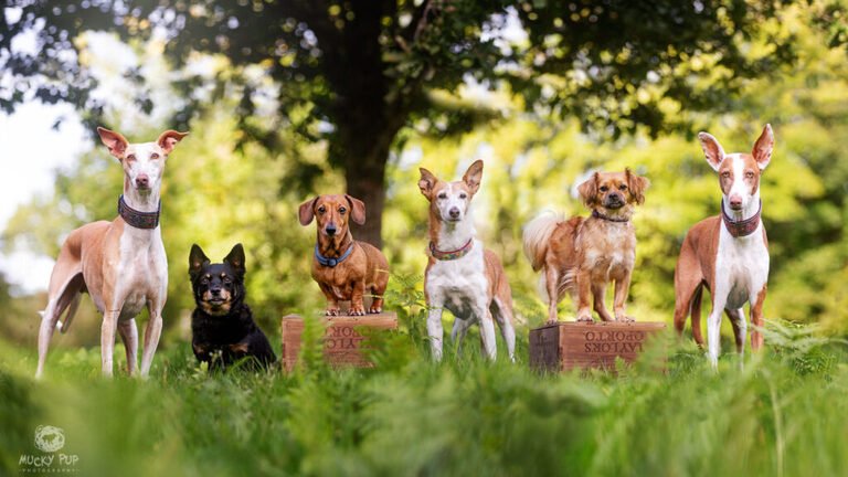 dogs training