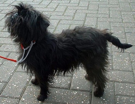 Affenpinscher showing the breed's bushy eyebrows, beard, and monkey-like expression