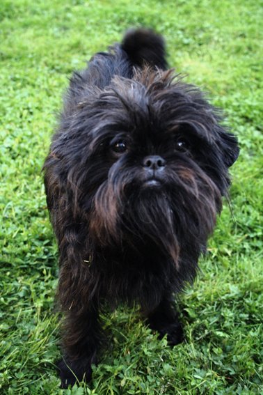 Black Affenpinscher with a shaggy wiry coat standing on green grass