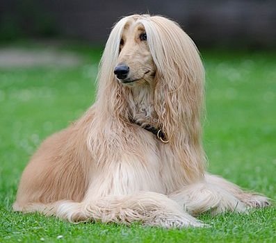 Afghan Hound showing the breed's long topknot and flowing coat