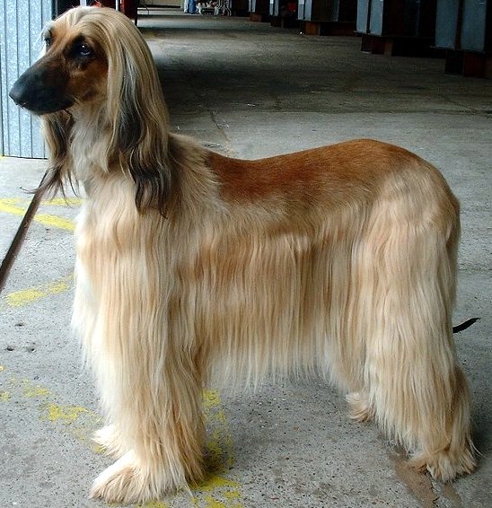 Afghan Hound standing in profile showing its deep chest and silky coat